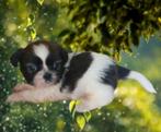 Chiots Shihtzu, Animaux & Accessoires, Chiens | Chihuahuas & Chiens de compagnie, Parvovirose, Plusieurs, Belgique, 8 à 15 semaines