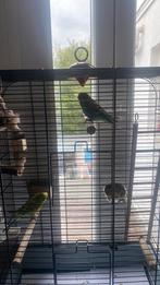 Grasparkieten te koop, Dieren en Toebehoren, Vogels | Parkieten en Papegaaien