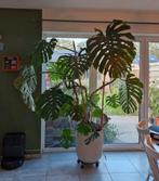 Grote monstera met pot 220x200cm, Huis en Inrichting, Ophalen