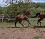Vagebond de la pomme x Diamant de semilly veulen, Dieren en Toebehoren, Paarden, Hengst, Springpaard, Gechipt, 0 tot 2 jaar