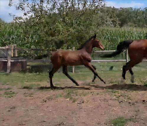 Vagebond de la pomme x Diamant de semilly veulen, Dieren en Toebehoren, Paarden, Hengst, 0 tot 2 jaar, Springpaard, Met stamboom