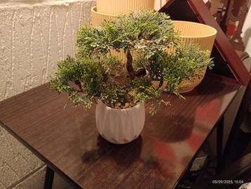 Set van 3 kunstbonsaibomen Aziatische decoratie beschikbaar voor biedingen