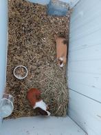 2 mannelijke cavia's 6 maand oud, Mei, Cavia