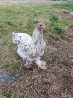 Brahma hen van 1 jaar, Dieren en Toebehoren