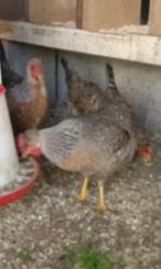 Cream legbar, Dieren en Toebehoren, Pluimvee