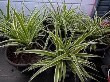 Graslelie planten in plastieken pot. beschikbaar voor biedingen