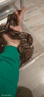 0.1 Boa imperator 2024., Dieren en Toebehoren, Slang, Tam, 0 tot 2 jaar