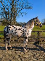 Prachtige hengst uit de Appaloosa, Dieren en Toebehoren, Paarden, 3 tot 6 jaar, Gechipt, Zadelmak, Hengst