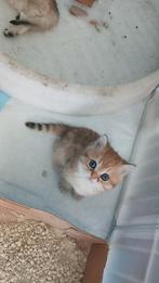 LAATSTE RASZUIVERE GOLDEN KITTENS, Dieren en Toebehoren, Katten en Kittens | Raskatten | Langhaar, Meerdere dieren, Gechipt, 0 tot 2 jaar