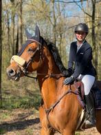 Tallentvolle 8 jarige ruin, Dieren en Toebehoren, Paarden en Pony's | Verzorgingsproducten, Ophalen of Verzenden, Zo goed als nieuw