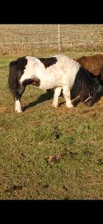 Shetlander Hengst, Hengst