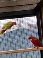 Rosella's, Dieren en Toebehoren, Vogels | Parkieten en Papegaaien, Parkiet, Geringd