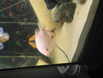 zoenvissen 2 stuks beschikbaar voor biedingen