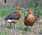 Siereenden - diverse soorten eenden, Meerdere dieren, Geringd