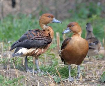Siereenden - diverse soorten eenden, Plusieurs animaux, Bagué