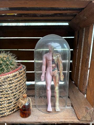 Figurine anatomique vintage – Objet rare & décoratif, Enlèvement