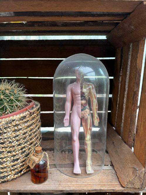 Vintage anatomisch figuur — Zeldzaam en decoratief object, Antiek en Kunst, Curiosa en Brocante, Ophalen