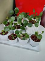 Pannekoekenplantjes met pot, Ophalen