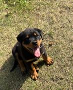 rottweiler, Ophalen