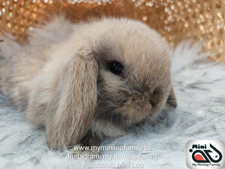 Raszuiver baby minilop konijn voedster (transport mogelijk), Dieren en Toebehoren, Konijnen, Dwerg, Vrouwelijk, 0 tot 2 jaar, Hangoor