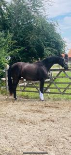 ‼️ 3 jarige merrie zoekt forever home ‼️, Dieren en Toebehoren, Paarden, Merrie, Gechipt, Niet van toepassing, Dressuurpaard