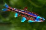 Regenboogwinde - notropis chrosomus, Dieren en Toebehoren, Vissen | Vijvervissen