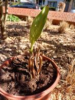 Cana japonica, Ophalen