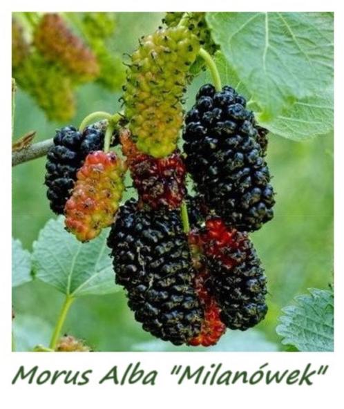 Moerbeien Morus "Milanówek", zwarte moerbeien, 10 €/stuk, Tuin en Terras, Planten | Tuinplanten, Vaste plant, Fruitplanten, Lente