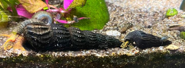 Jonge aquariumslakken te koop – trompetslak & Tylomelania, Dieren en Toebehoren, Vissen | Aquariumvissen, Zoetwatervis, Slak of Weekdier