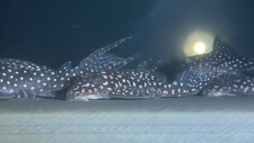 Hypancistrus L136B, Dieren en Toebehoren, Vissen | Aquariumvissen, Overige typen, Zoetwatervis