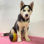 Husky - Belgisch pups te koop, België, Handelaar, CDV (hondenziekte), 8 tot 15 weken