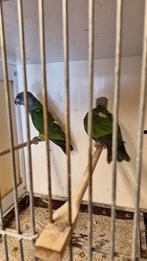Koppel senegal papegaai, Dieren en Toebehoren, Vogels | Parkieten en Papegaaien, Papegaai