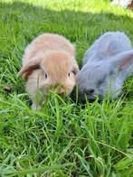 Leuke koppeltjes - Verschillende rassen, Dieren en Toebehoren, Meerdere dieren, Klein, Hangoor, 0 tot 2 jaar