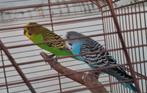 Bewezen koppel parkietjes, Dieren en Toebehoren, Vogels | Parkieten en Papegaaien