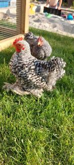 Gratis 3 cochin kriel haantjes, Dieren en Toebehoren, Pluimvee, Mannelijk, Kip
