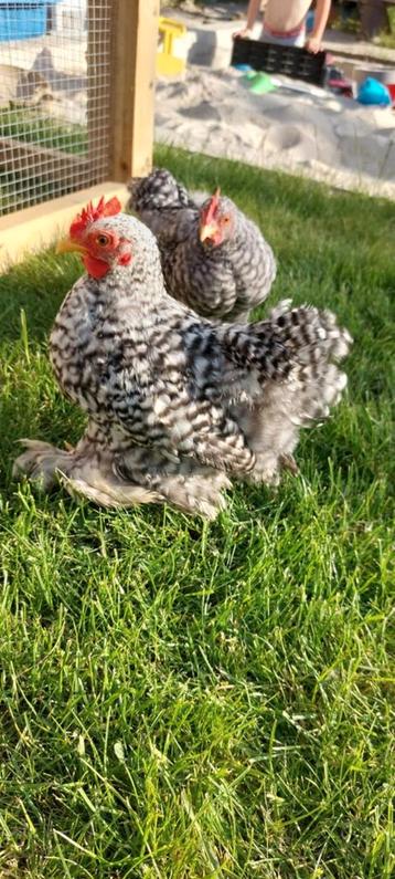 Gratis 3 cochin kriel haantjes, Dieren en Toebehoren, Pluimvee, Mannelijk, Kip