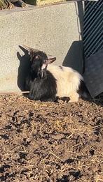 Chèvres, chèvres, Enlèvement, Neuf