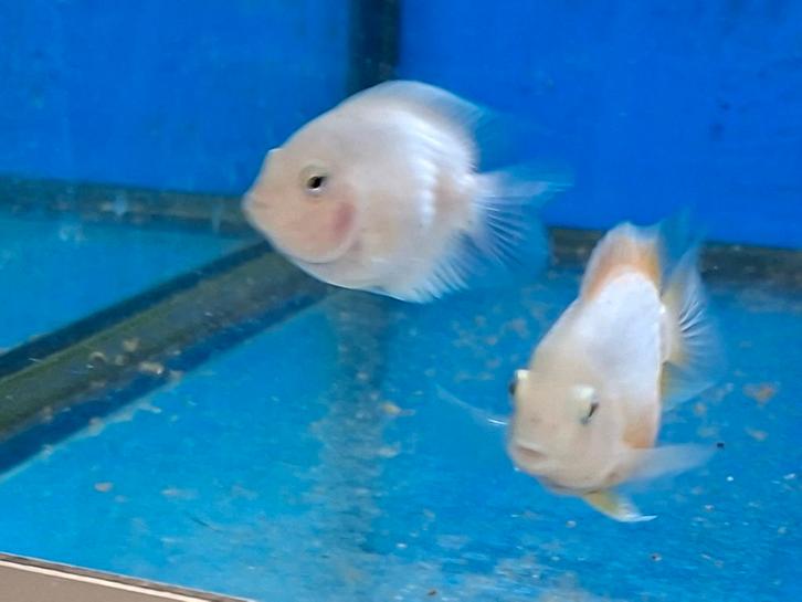 Amatitlania nigrofasciata Platinum (parrot en de gewone), Dieren en Toebehoren, Vissen | Aquariumvissen, Zoetwatervis, Vis