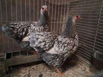 Wyandotte groothoender zilver blauw gezoomd beschikbaar voor biedingen