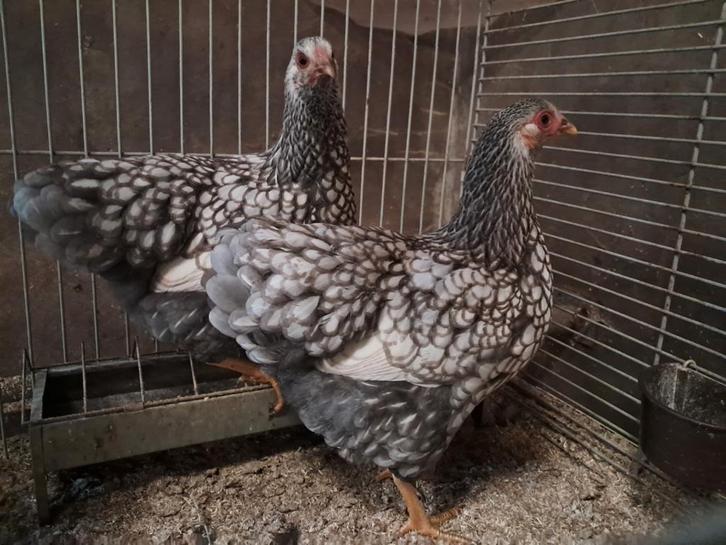 Wyandotte groothoender zilver blauw gezoomd, Dieren en Toebehoren, Pluimvee