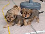 Mooi puppy's., Dieren en Toebehoren, België, Particulier, 8 tot 15 weken, Korthaar