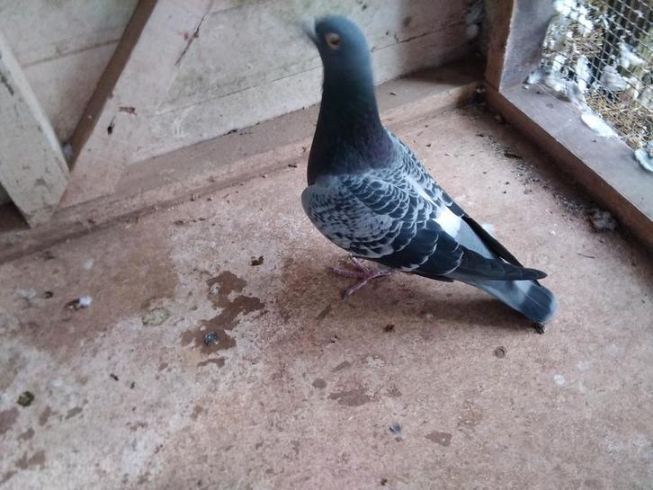 Unieke kweekduiver geschelpt uit toprassen, Dieren en Toebehoren, Vogels | Duiven