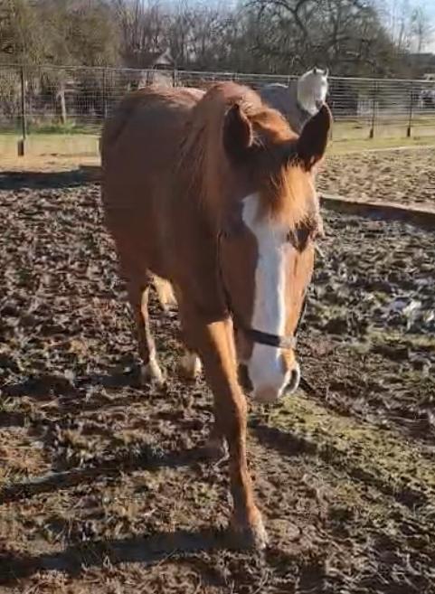 Vosse paint (fok)merrie, Animaux & Accessoires, Chevaux, Jument, Ne s'applique pas, 160 à 165 cm, 11 ans ou plus, Cheval western