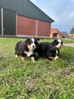 Prachtige Berner Sennen pups, Dieren en Toebehoren, Parvo, België, Overige rassen, 8 tot 15 weken