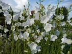 20 graines Campanula persicifolia alba - Campanule, Jardin & Terrasse, Graine, Envoi