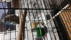 jong Blackface grijs bleu violet op de rug 2025, Dieren en Toebehoren, Vogels | Parkieten en Papegaaien, Geringd