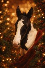 Bont AES hengstveulen, Dieren en Toebehoren, Paarden, Springpaard, Niet van toepassing, 0 tot 2 jaar, Hengst