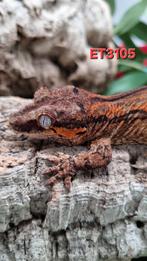 Rhacodactylus Auriculatus Gargoyle Gecko, Dieren en Toebehoren, Reptielen en Amfibieën