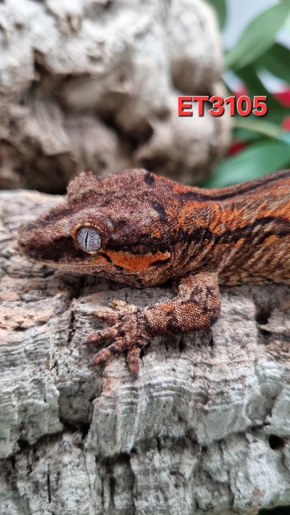 Rhacodactylus Auriculatus Gargoyle Gecko, Dieren en Toebehoren, Reptielen en Amfibieën