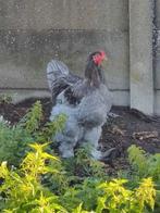 Brahma blauwe groothoender van 10 maanden, Dieren en Toebehoren, Pluimvee, Mannelijk, Kip